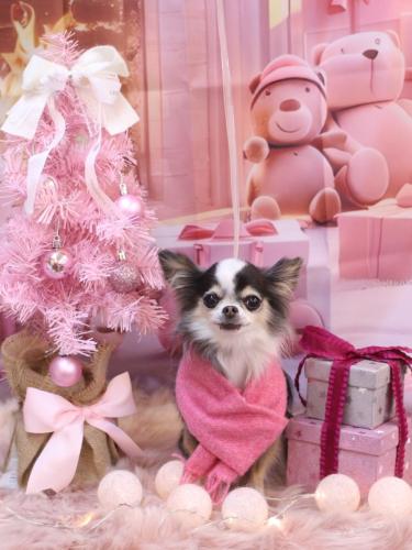 20241229ひめちゃん